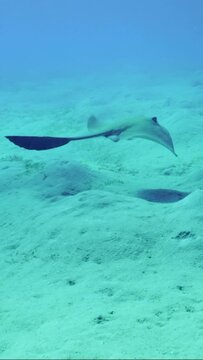 Vertical video, Сowtail Weralli stingray (Pastinachus sephen) swimming over sandy bottom on deep, Slow motion, Back view