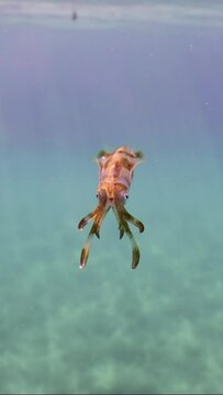 Vertical video, Baby calamary swims in blue water sparkling in sun glare on sunny day with bright sunrays, slow motion. Newborn Bigfin reef squid or Oval squid (Sepioteuthis lessoniana)
