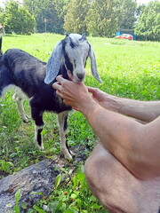 A pleasant feeling from observing the behavior of domestic goats, which are not against even playing with a stranger.