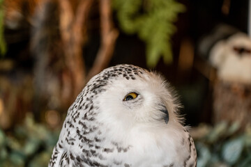unusual arctic white owl close up
