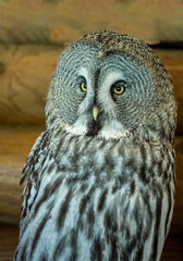 unusual spotted gray owl close-up at home