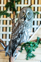 unusual spotted gray owl close-up at home