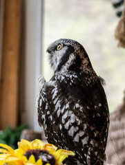 beautiful hawk owl in a cozy pavilion