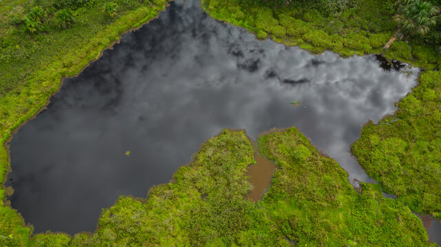 The lagoons in the Amazon rainforest, with black water that form ravines later on, are wetlands where aguaje trees are characteristic