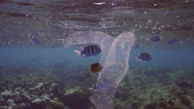 Two translucent, effeminate Salps, Colonial Pyrosom Tunicates swim under surface of water over coral reef, with variety of tropical fish swimming around them, slow motion