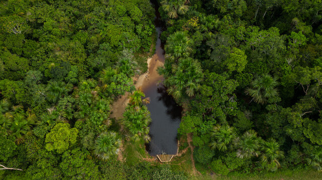 The lagoons in the Amazon rainforest, with black water that form ravines later on, are wetlands where aguaje trees are characteristic