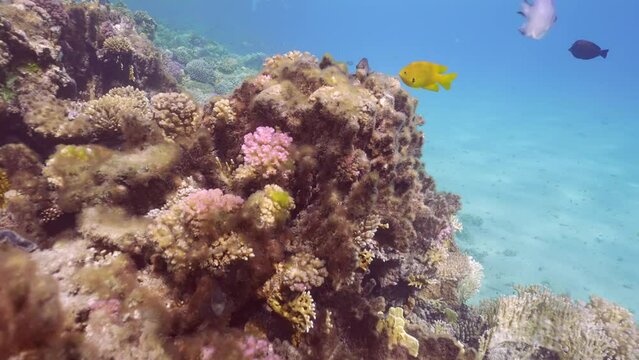 Slow motion, Brown algae covered hard corals, Net Fire Coral (Millepor dichotoma) becomes overgrown with brown algae and dies, colorful tropical fish swim around it 