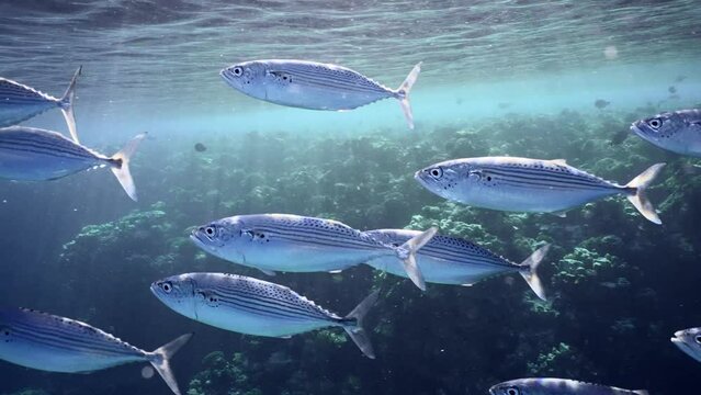 Close up of school of Striped mackerel or Indian mackerel (Rastrelliger kanagurta) swims quickly along coral reef under surface, Slow motion