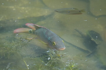 The Mayan cichlid (Cichlasoma urophthalmus), also known as the Mexican mojarra, is a species of fish native to freshwater habitats in Central America, particularly in the Yucatan Peninsula of Mexico, 