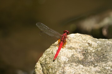 close up of a dragonfly|Red Grasshawk|Common ParasolDragonfly|Neurothemis fluctuans|紅脈蝶蜻蛉