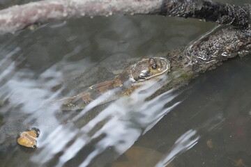 The shuttles hoppfish or shuttles mudskipper (Periophthalmus modestus) is a species of mudskippers native to fresh, marine and brackish waters of the northwestern Pacific Ocean|彈塗魚