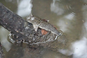 The shuttles hoppfish or shuttles mudskipper (Periophthalmus modestus) is a species of mudskippers native to fresh, marine and brackish waters of the northwestern Pacific Ocean|彈塗魚