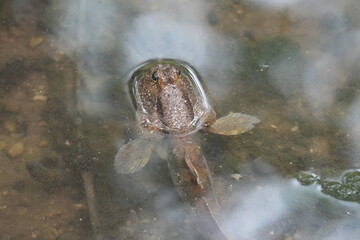 The giant mudskipper refers to several species of large, air-breathing fish belonging to the family...