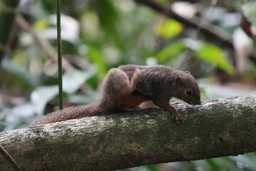 The plantain squirrel, scientifically known as Callosciurus notatus.These squirrels are known for...