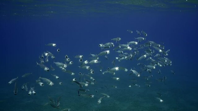 Large school of Striped mackerel or Indian mackerel (Rastrelliger kanagurta) swimming with open mouths and eating filtering for plankton under surface of dark blue Ocean, Slow motion
