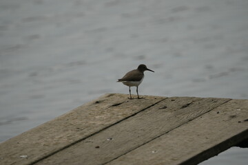 The Common Sandpiper (Actitis hypoleucos) is a small wader bird found across Europe, Asia, and Africa. It's known for its distinctive behavior of bobbing up|磯鷸