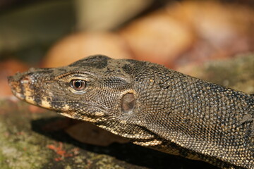 Clouded Monitors are medium-sized lizards with a characteristic patterned appearance. They have a dark gray or blackish body with irregular yellowish or cream-colored bands or spots