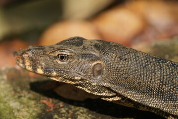 Clouded Monitors are medium-sized lizards with a characteristic patterned appearance. They have a dark gray or blackish body with irregular yellowish or cream-colored bands or spots