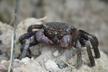 Episesarma is a genus of land crabs commonly known as 
