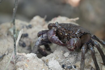 Episesarma is a genus of land crabs commonly known as 