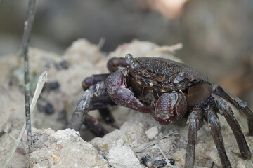 Episesarma is a genus of land crabs commonly known as 