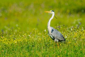 A gray heron wanders around in search of food in a pond  in Extremadura, Spain