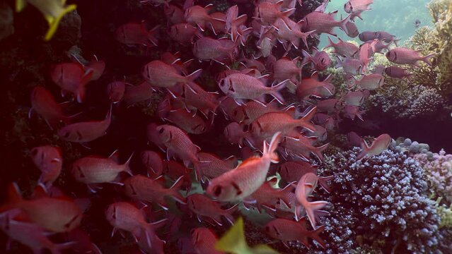 School of Blotcheye soldierfish or Squirrelfish (Myripristis berndti) hiding swims in shadow of coral cave on bright sunny day, Slow motion, Camer moving forwards approaching fishes