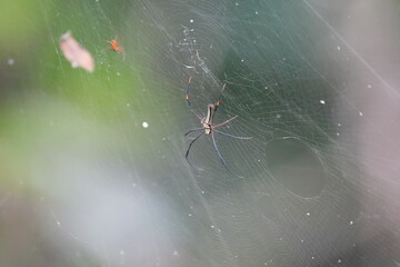 Nephila pilipes, commonly known as the Giant Golden Orb-Weaver Spider or simply the Golden...