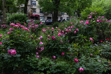 Fototapeta na wymiar Beautiful Pink Rose Bushes at Tompkins Square Park in the East Village of New York City during Spring