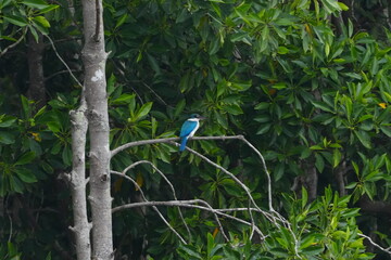 The collared kingfisher (Todiramphus chloris) is a colorful and widespread bird species belonging to the kingfisher family, Alcedinidae. |白領翡翠