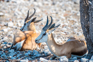 A close up view towards a Springbok in the Etosha National Park in Namibia in the dry season