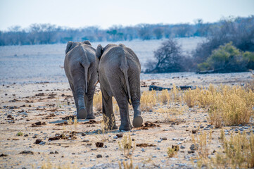 A view of a pair of elephants walking towards a waterhole in the Etosha National Park in Namibia in...