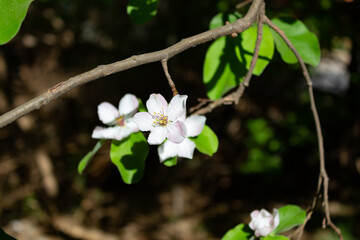 close up quince flower in spring