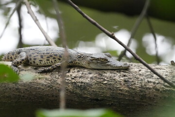 아기 바다악어 (학명: Crocodylus porosus)는 귀엽지만 잠재적으로 위험한 파충류입니다. 바다악어는 세계에서 가장 큰 살아있는 파충류입니다