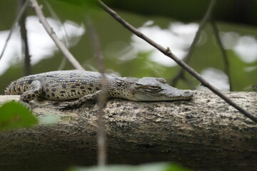 A baby saltwater crocodile, scientifically known as Crocodylus porosus, is an adorable yet potentially dangerous reptile. Saltwater crocodiles are the largest living reptiles in the world.|河口鱷|灣鱷