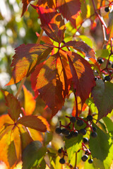 Nature.Close-up of wild grapes in autumn.