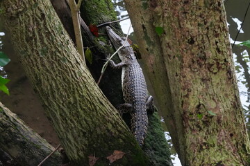 科学的にはクロコダイルスポロスとして知られる幼い汽水ワニは、愛らしいですが潜在的に危険な爬虫類です。 河口鱷|灣鱷 (Kagaku-teki ni wa kurokodairusuporosu to shite shirareru osanai kisui wani wa, airashīdesuga senzaiteki ni kiken'na hachūrui desu. Kakō koku|