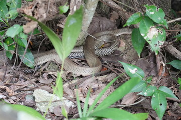 The king cobra (Ophiophagus hannah) is one of the world's most iconic and largest venomous snakes. It is renowned for its impressive size, potent venom, and distinctive appearance. |眼鏡王蛇