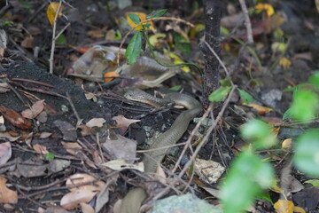 The king cobra (Ophiophagus hannah) is one of the world's most iconic and largest venomous snakes. It is renowned for its impressive size, potent venom, and distinctive appearance. |眼鏡王蛇