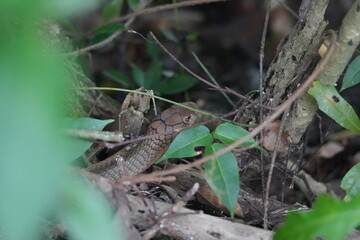 The king cobra (Ophiophagus hannah) is one of the world's most iconic and largest venomous snakes. It is renowned for its impressive size, potent venom, and distinctive appearance. |眼鏡王蛇