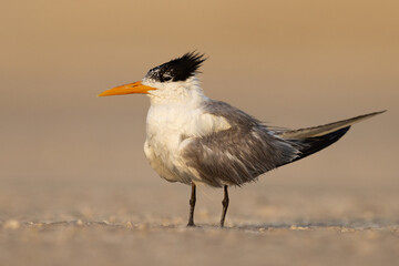 Portrait of Lesser Crested Tern with large crest at tubli, Bahrain
