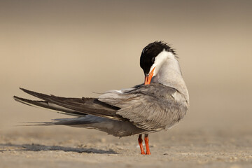 White-cheeked Tern preening at the coast of Tubli, Bahrain