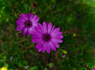 Fototapeta premium Flores de jardín 