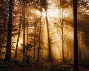 Glowing golden sunlight beautifully illuminating the moody mist in a forest in autumn, with tree silhouettes and dreamy mood  - 655913981