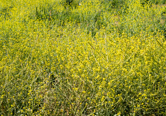 Fototapeta na wymiar flowering rapeseed field in spring
