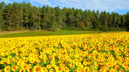Fototapeta premium Panorama von blühenden Sonnenblumen vor Kiefernwald unter blauem Himmel 