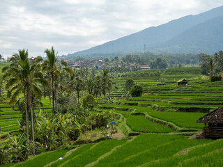 Jatiluwih rice terrace bali indonesia