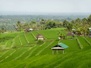 Jatiluwih rice terrace bali indonesia