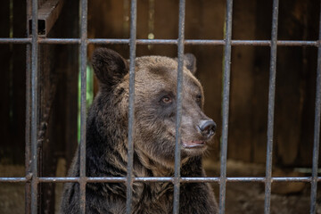 brown bear with amazing facial expressions close-up in an enclosure