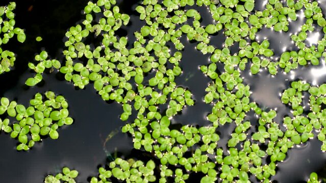 Tiny guppies are swimming in small pond in the park, surrounded by aquatic plants. Organic pattern of spreading aquatic weeds. Reflection of sky and sun.